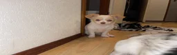 Chihuahua honden te koop: Prachtige chihuahua pups - Advertentie 4