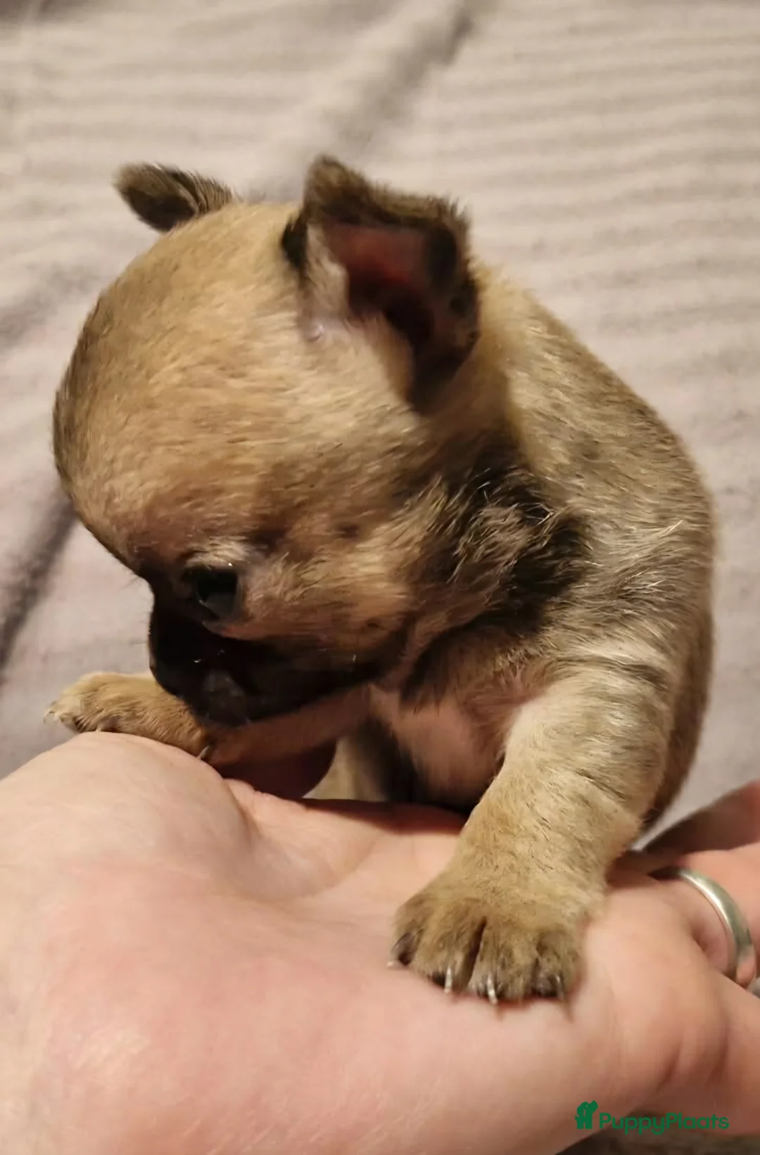 Chihuahua honden te koop: Knap wildkleur chihuahua teefje - Advertentie 6