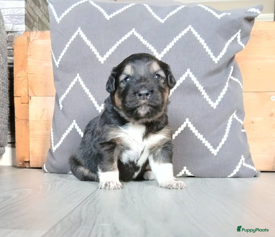 Kruising honden te koop: Prachtige pups husky/golden retriever/collie  - Advertentie 7