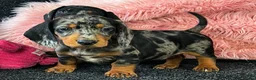 Teckel (korthaar)  honden te koop: Dwergteckel pups  in Vlagtwedde - Advertentie 3
