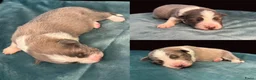 Border Collie honden te koop: Border collie pups met FCI stamboom - Advertentie 11