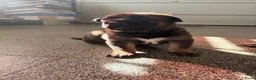 Kruising honden te koop: Duitse x mechelse pup - Advertentie 4