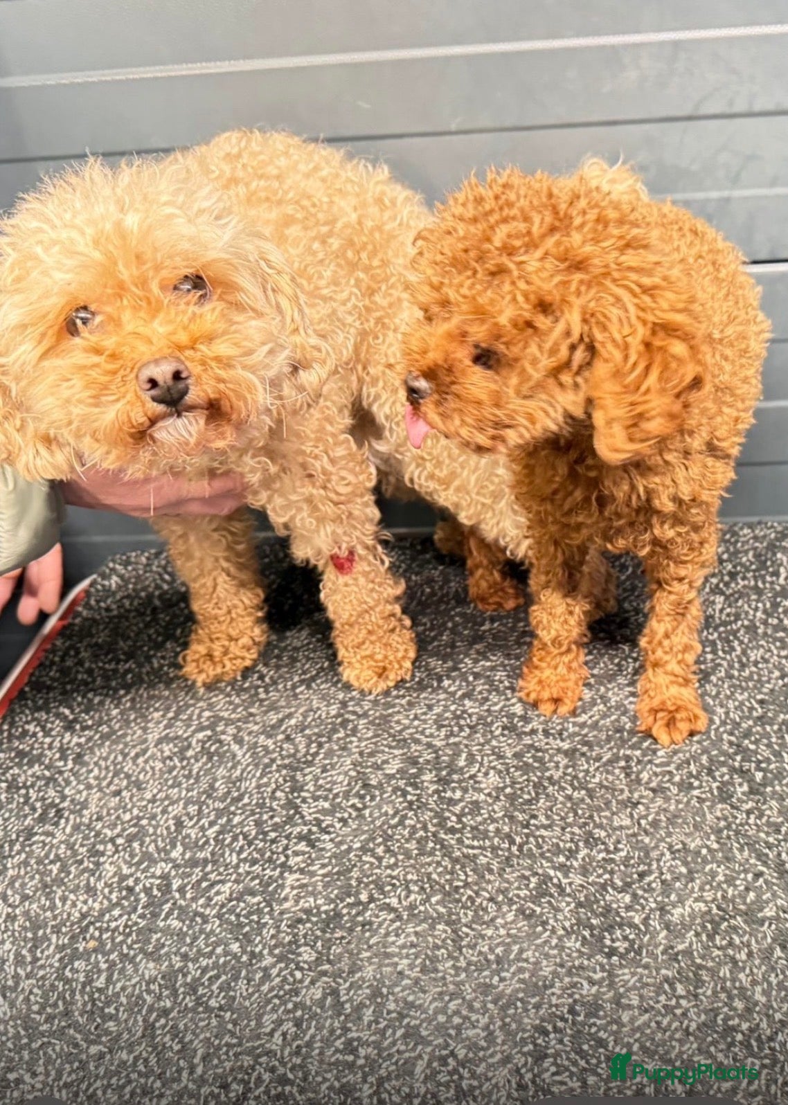 Poedel Toy honden Toy poedel pups - Advertentie 11