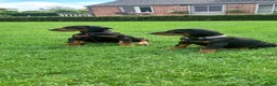 Dobermann honden te koop: Prachtig nestje Dobermann pups - Advertentie 6