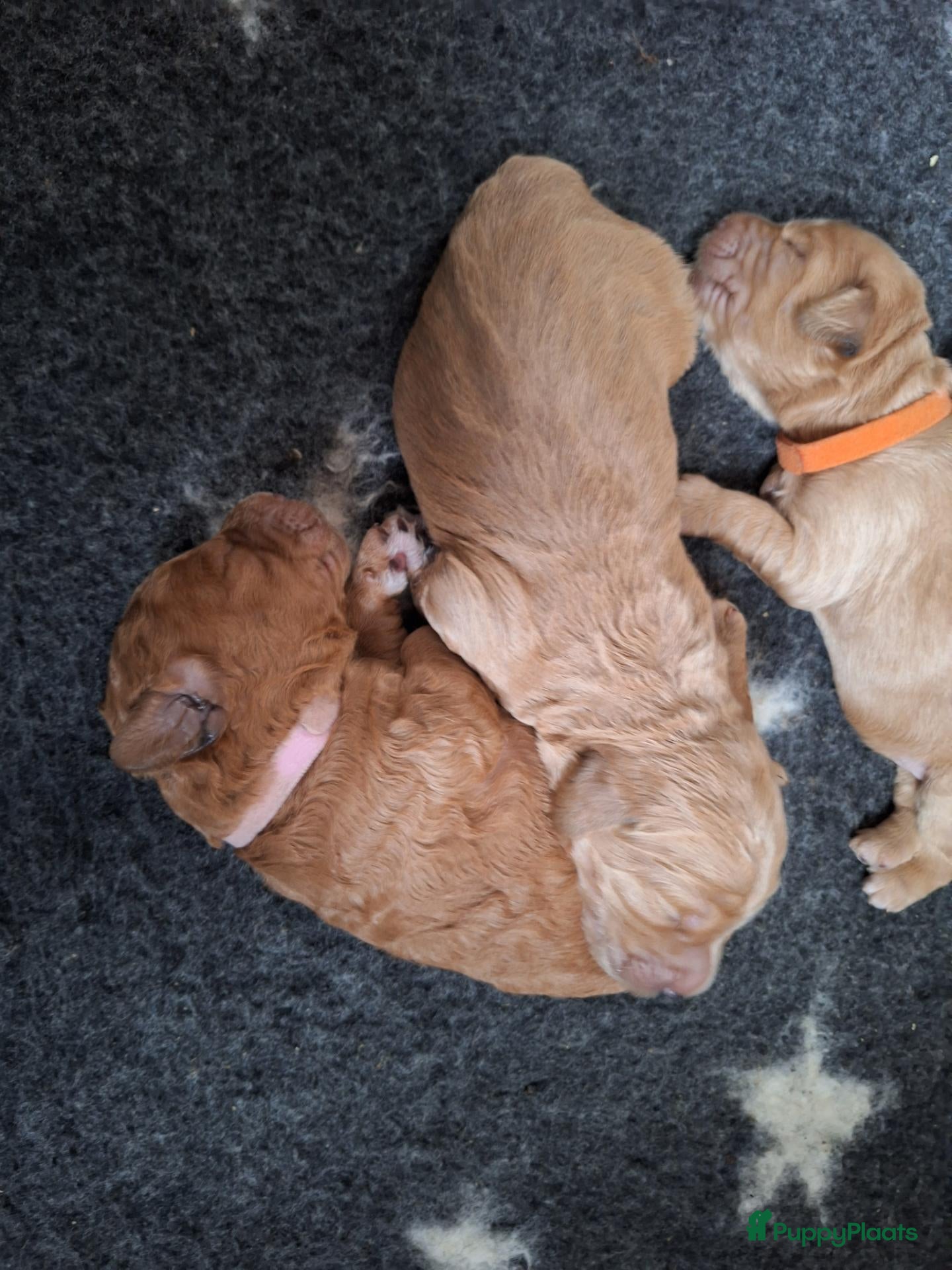 Australian Labradoodle honden te koop: Labradoodle pups verwachtte grootte 44 cm - Advertentie 1
