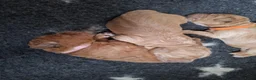 Australian Labradoodle honden te koop: Labradoodle pups verwachtte grootte 44 cm in Rijssen - Advertentie 1