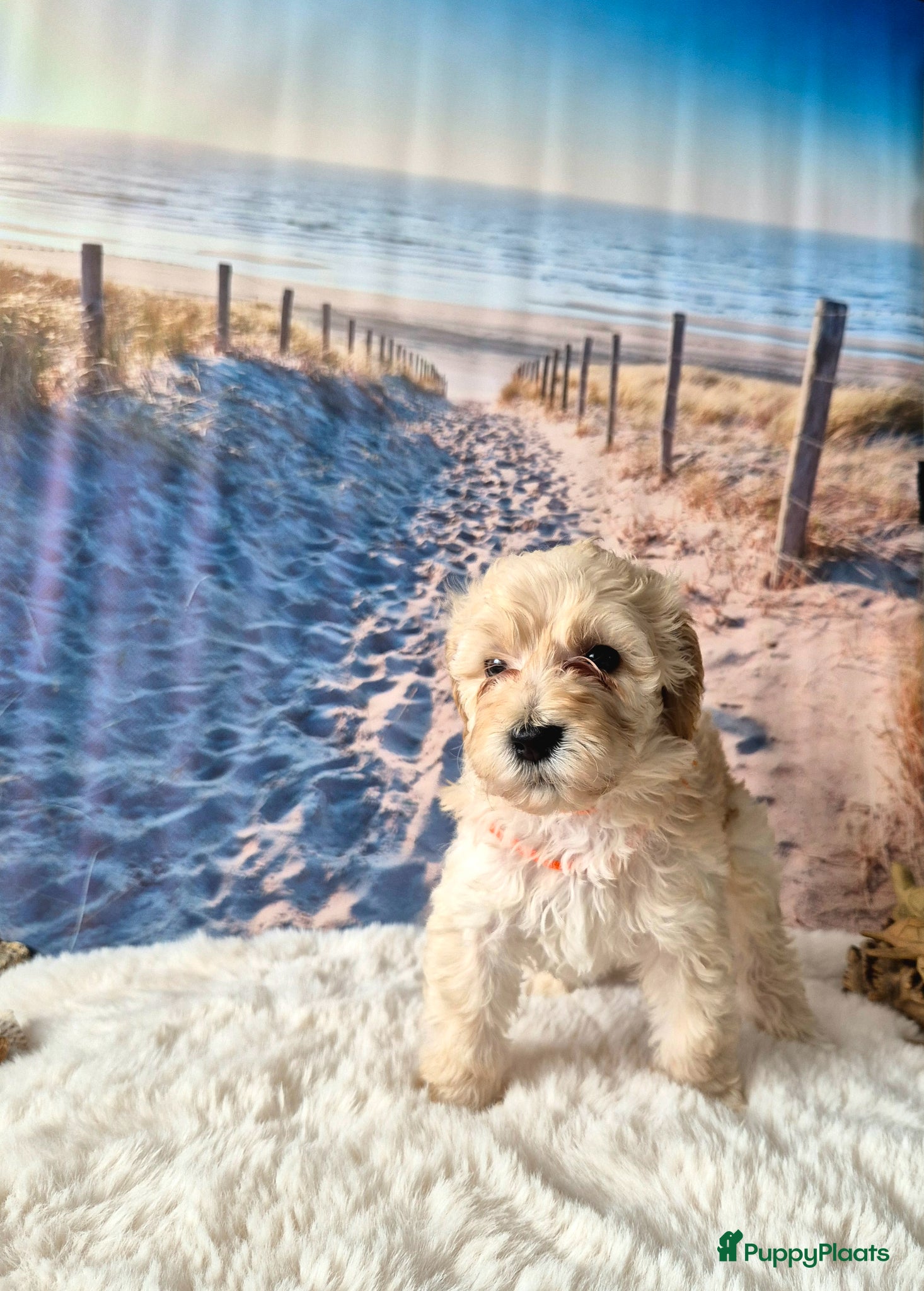 Labradoodle honden Lieve labradoodle pups met geweldig karakter  - Advertentie 1