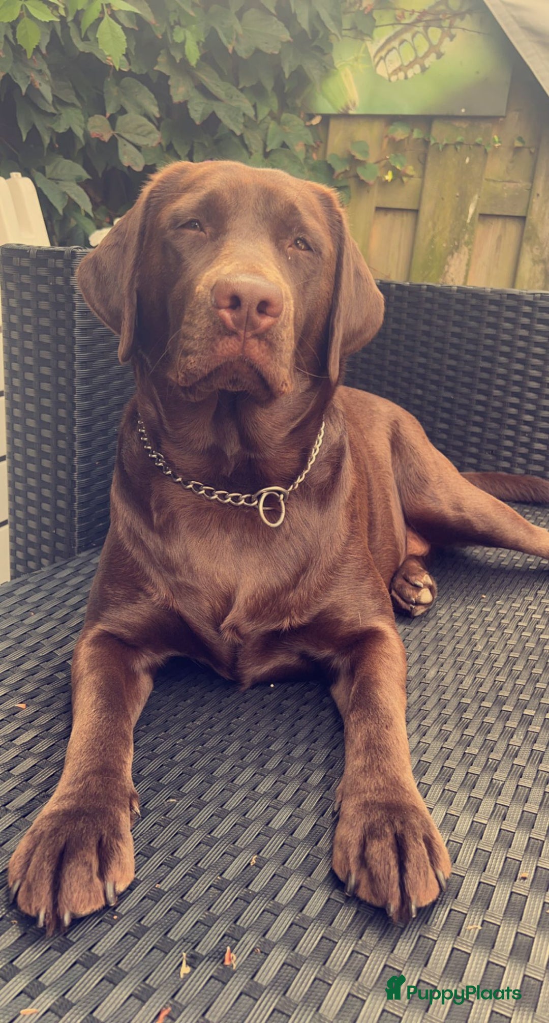 Labrador Retriever honden te koop: Labrador Retriever Pups - Advertentie 37