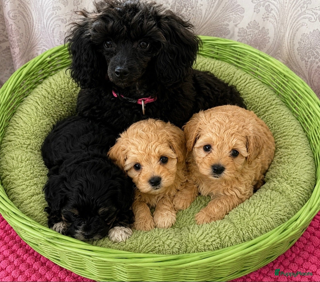Poedel Toy honden 3 Toy poedel teefjes  - Advertentie 1