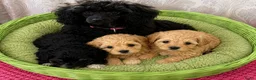 Poedel Toy honden te koop: 3 Toy poedel teefjes  - Advertentie 1