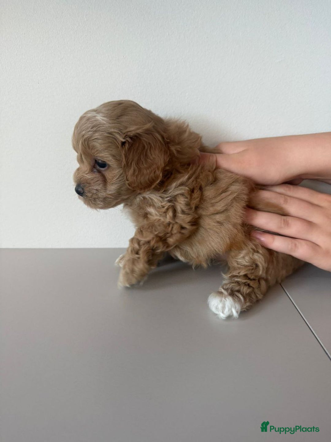 Maltipoo honden te koop: malteserpoedel pup, 7 weken - Advertentie 7