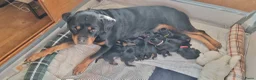 Rottweiler honden te koop: Rottweiler pups met stamboom  in Odijk - Advertentie 17