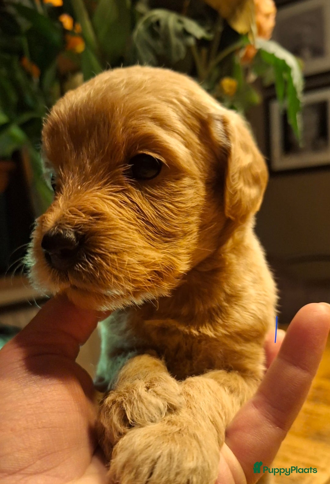 Labradoodle honden te koop: Labradoodle pups  - Advertentie 4