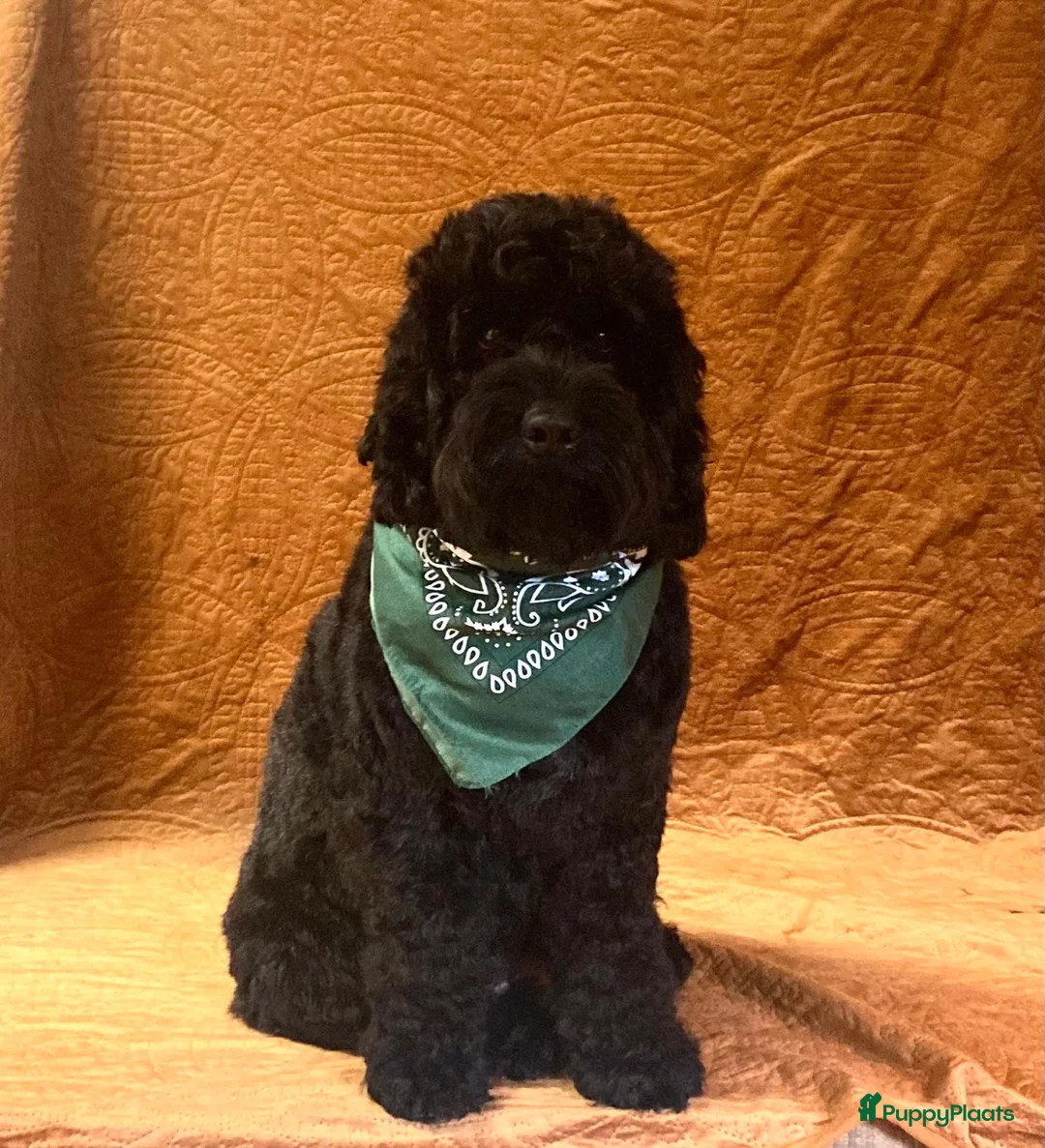 Australian Labradoodle honden te koop: Te koop Australië labradoodle met stamboom - Advertentie 2