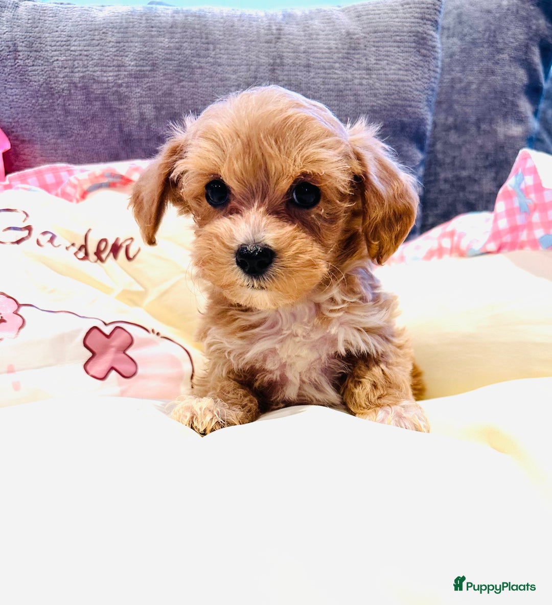 Maltipoo honden te koop: Bijzonder mooie maltipoo pups kunnen bijna weg - Advertentie 13