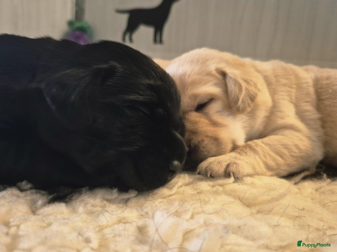 Labrador Retriever honden te koop: Zwarte en gele labrador pups met stamboom - Afbeelding 14