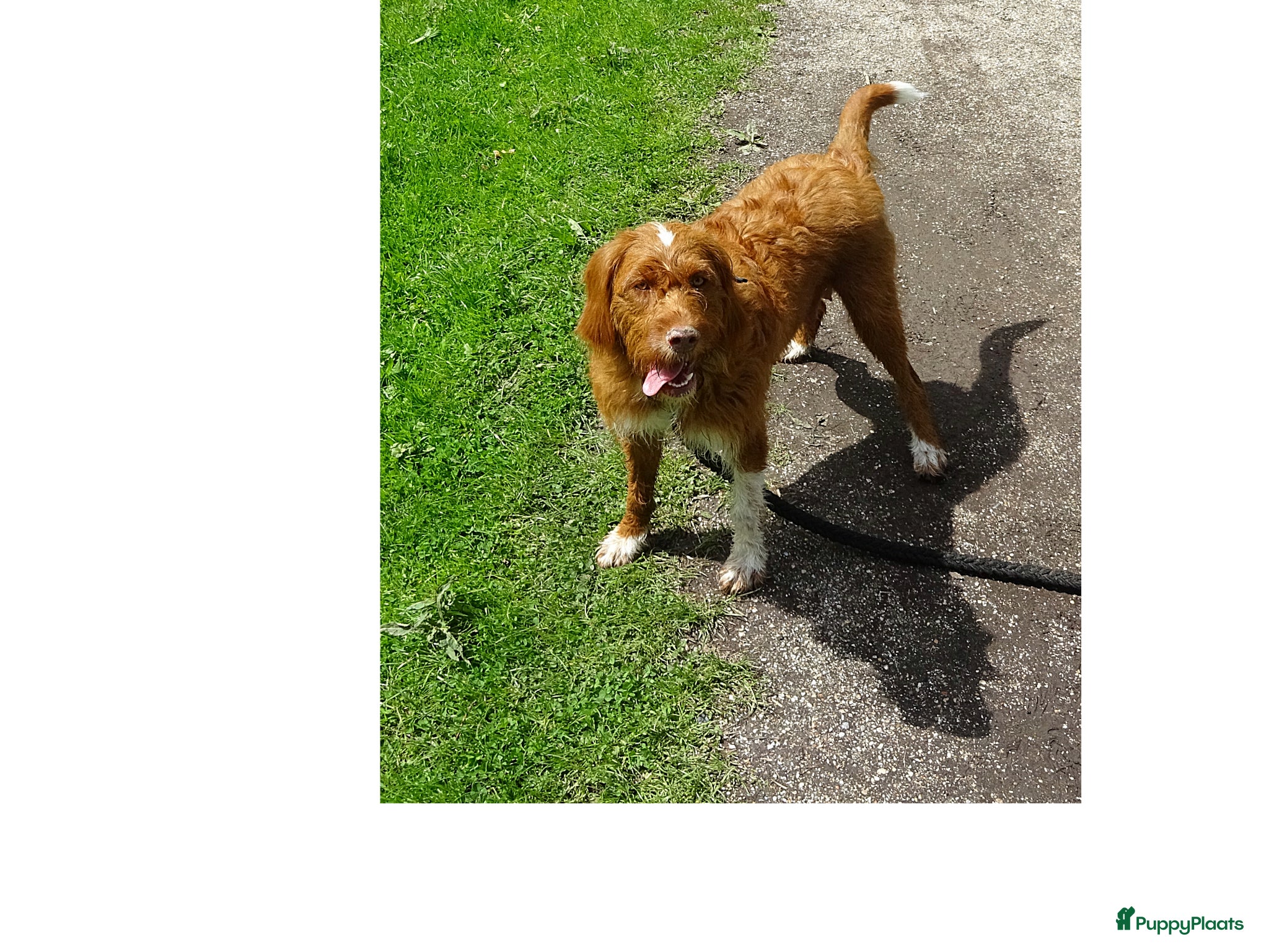 Kruising honden LIEVE PUPS - Advertentie 11