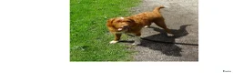Kruising honden te koop: LIEVE PUPS - Advertentie 1
