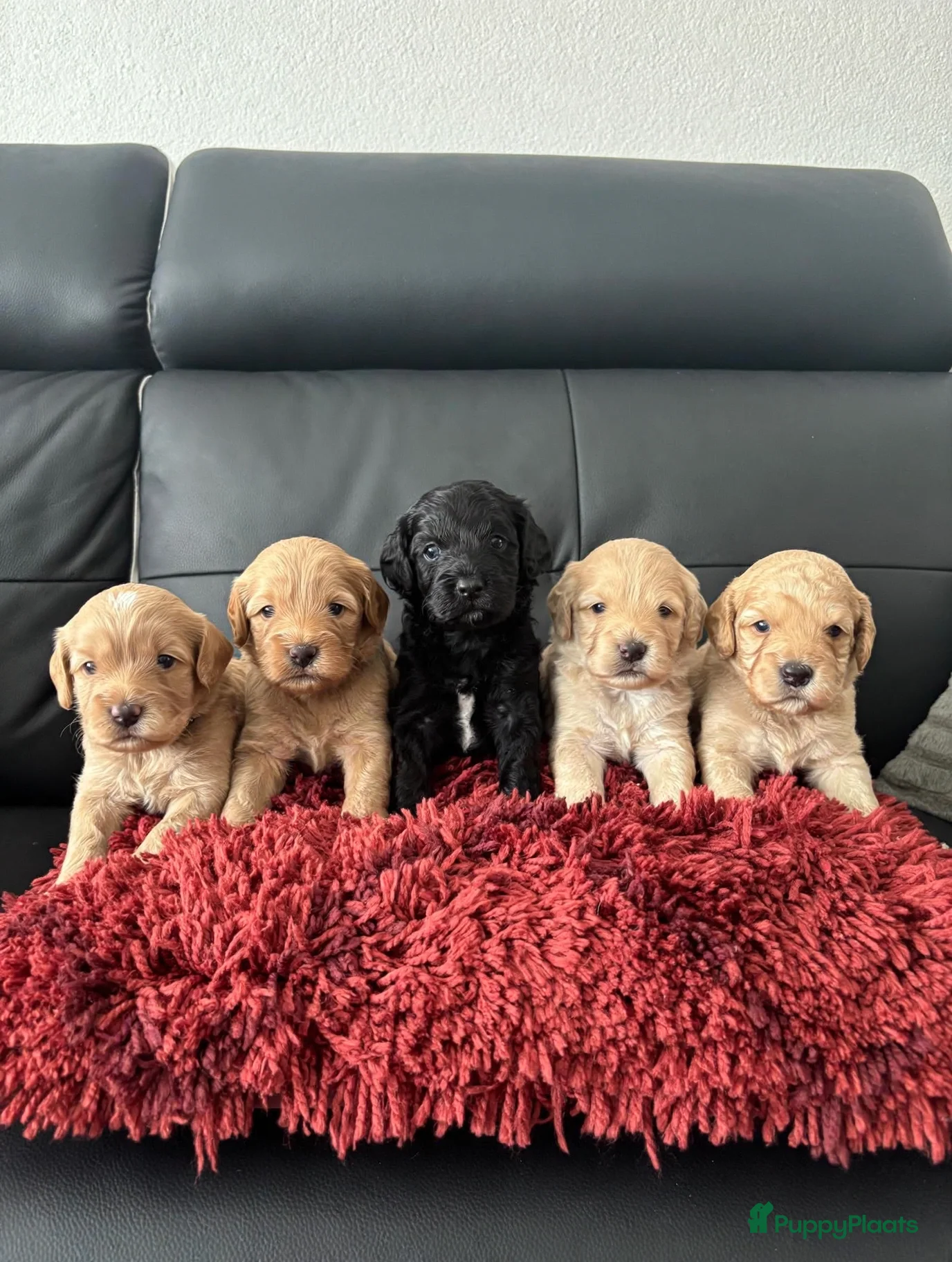 Labradoodle honden Mooie mini doodle - Advertentie 1