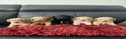 Labradoodle honden te koop: Mooie mini doodle - Advertentie 1