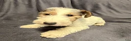 Fox Terriër Draadhaar honden te koop: Fox terriër Draadhaar pups te koop - Advertentie 10