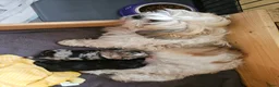 Shihpoo honden te koop: Shihpoo pup - Advertentie 1