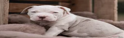 Amerikaanse Bully honden ter dekking: American Bully XL Dekreu  - Advertentie 16