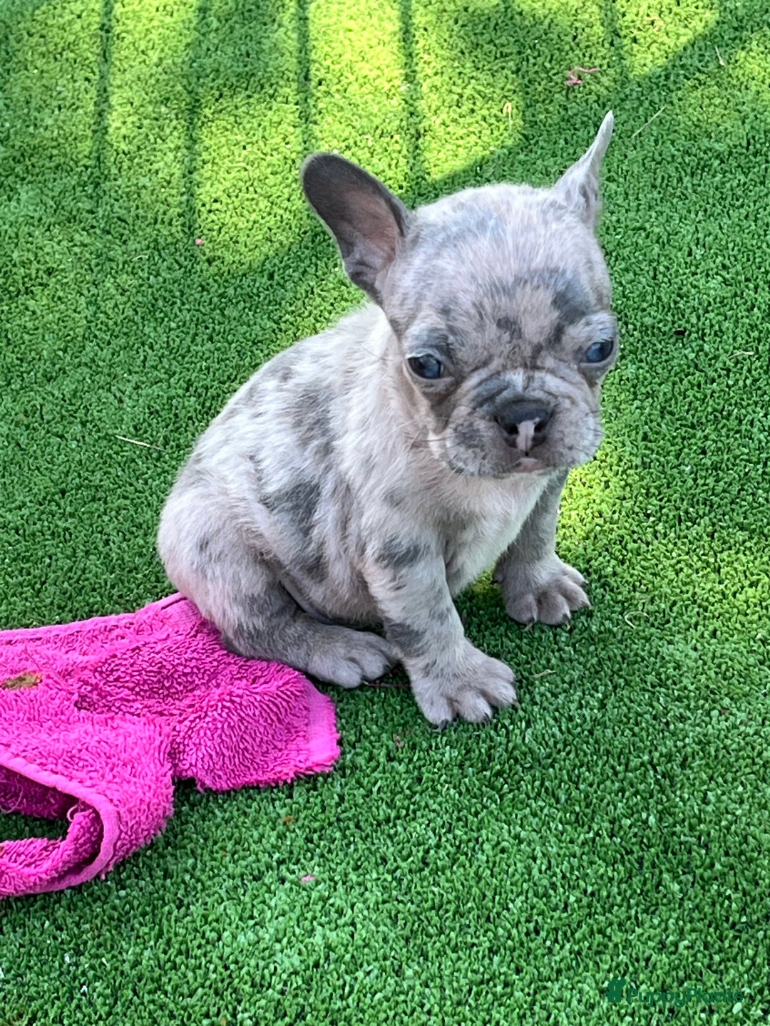 Franse Bulldog honden te koop: Franse Bulldog pups in huis opgevoed  - Afbeelding 6