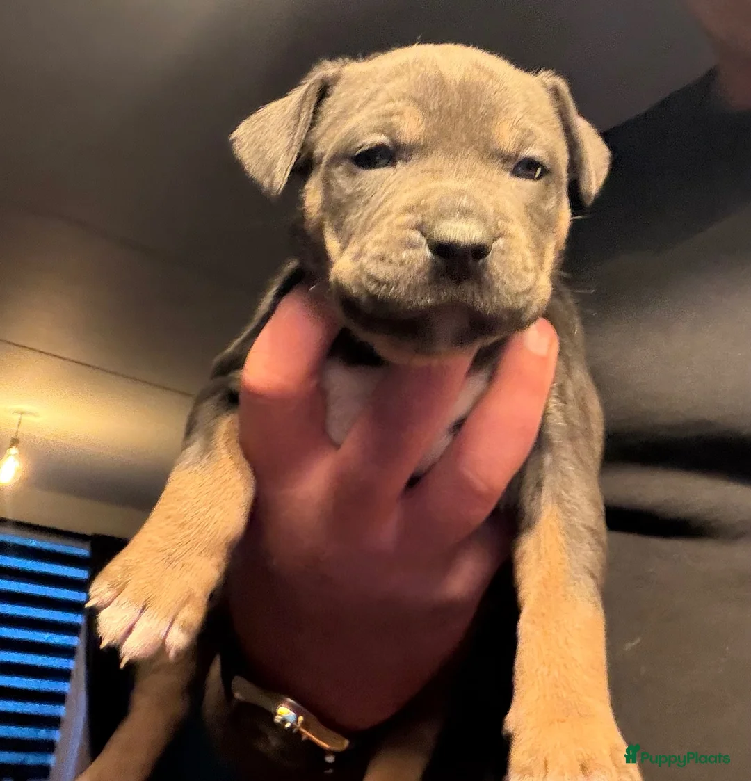 American Staffordshire Terriër honden te koop: Amerikaanse Stafford puppy’s  - Advertentie 10