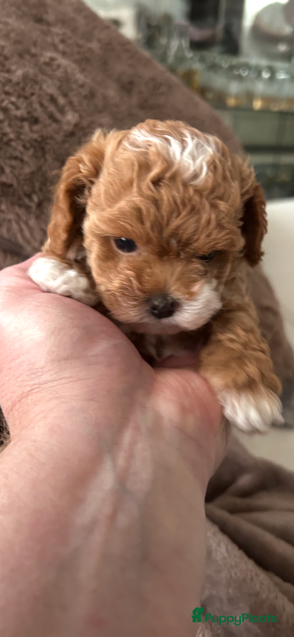 Shihpoo honden Mini shihpoo - Advertentie 2