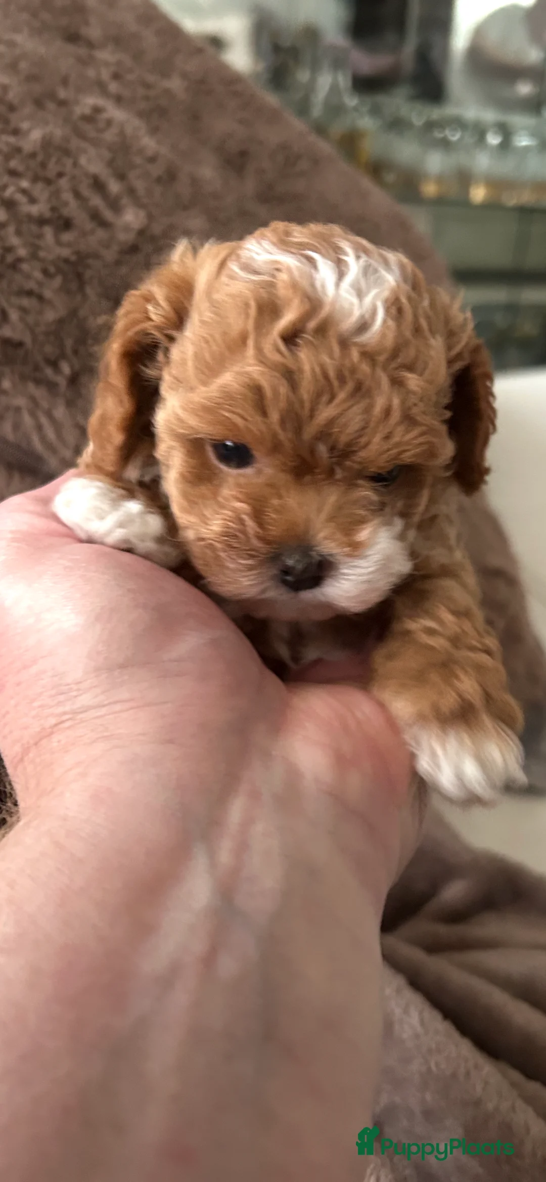 Shihpoo honden te koop: Mini shihpoo - Advertentie 5