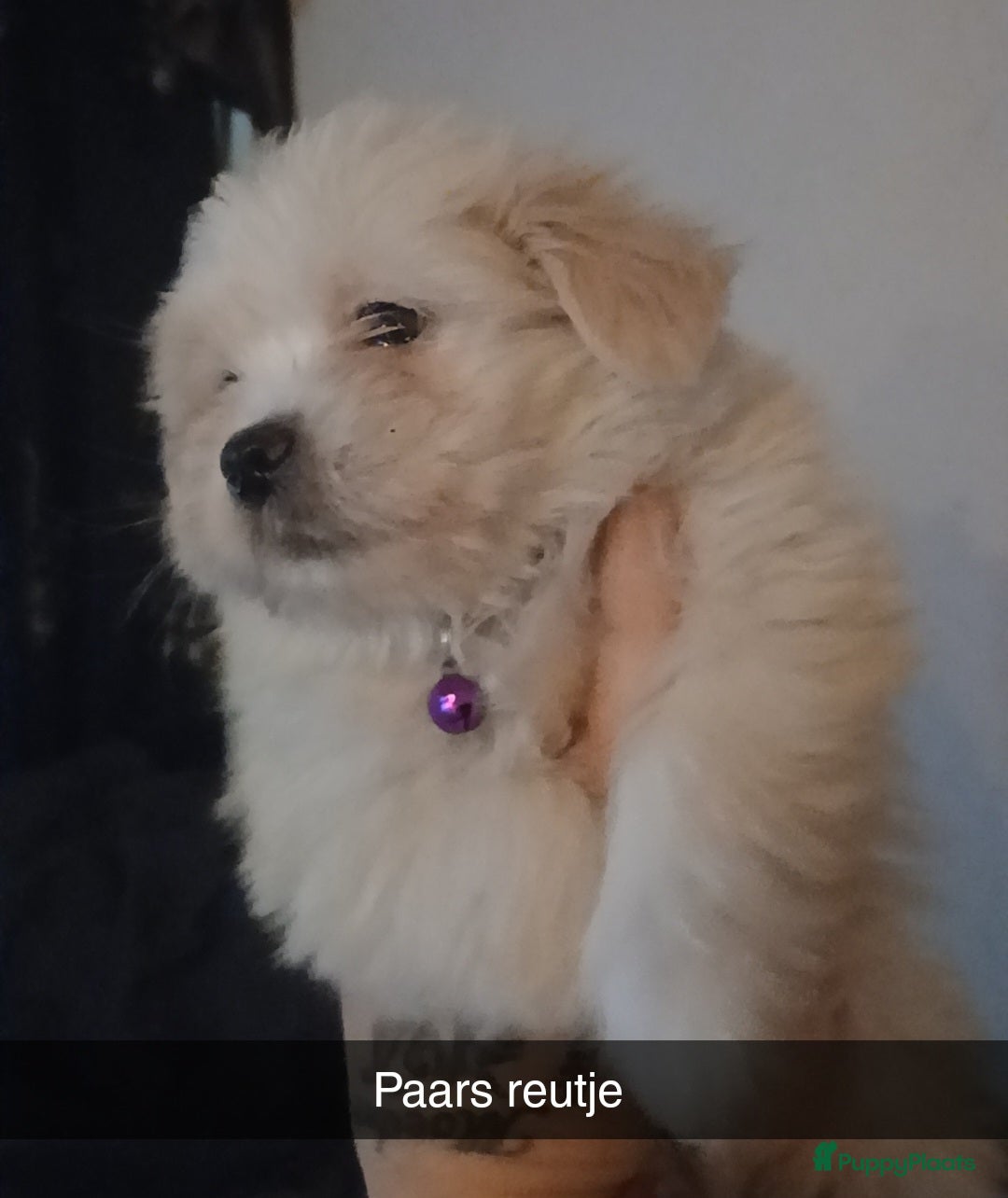 Boomer honden Nog 3 Prachtige reutjes. Prachtige  Boomer pups  - Advertentie 1