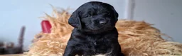 Kruising honden te koop: Labradoodle x Bloedhond / Zwitserse Senner pups - Advertentie 11