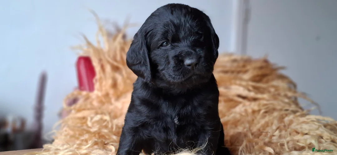 Kruising honden te koop: Labradoodle x Bloedhond / Zwitserse Senner pups - Advertentie 11