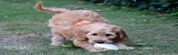 Goldendoodle honden te koop: Goldendoodle Pups - Advertentie 3
