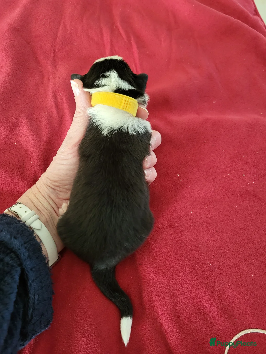 Australian Shepherd honden te koop: Australian Shepherd pupjes met FCI stamboom - Advertentie 5