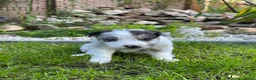 Australian Shepherd honden te koop: Australian Shepherd puppy’s - Advertentie 4