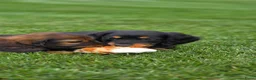 Teckel (langhaar) honden te koop: Prachtige Langharige Dwergteckelpups te koop - Advertentie 7