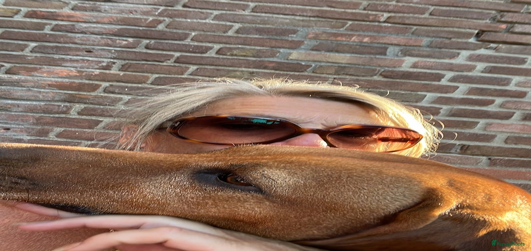 Galerij afbeelding {{count}}