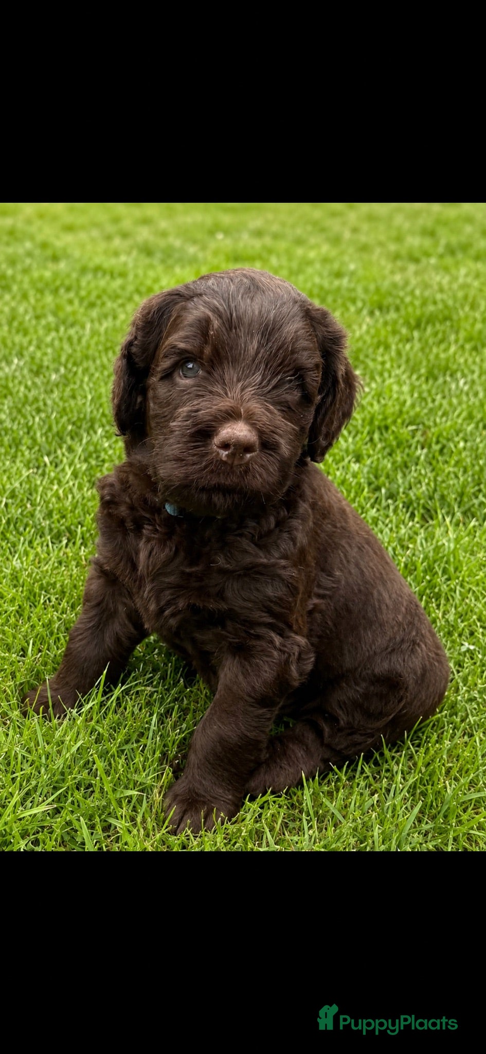 Labradoodle honden 3 Medium choco labradoodles 75% Australian  - Advertentie 2