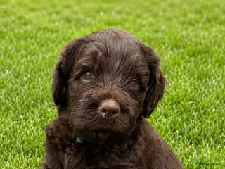 Labradoodle honden 3 Medium choco labradoodles 75% Australian - Advertentie 2