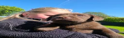 Labrador Retriever honden te koop: Labrador bruine puppy's in Tytsjerk - Advertentie 3
