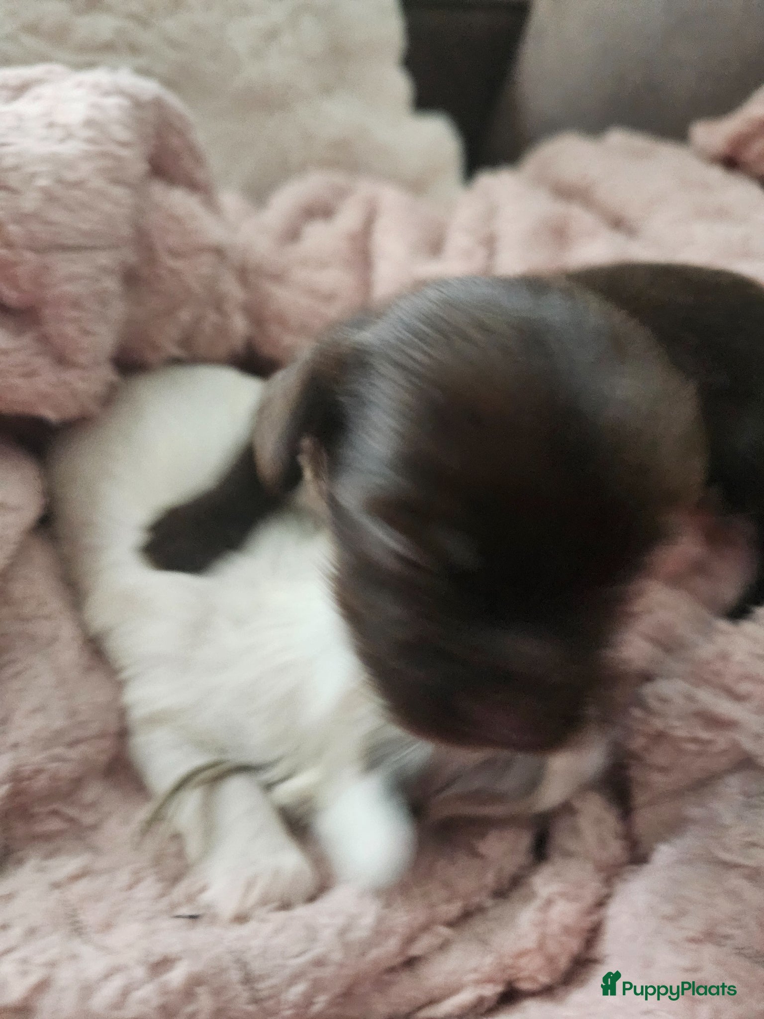 Malshi honden te koop: Boomer - Advertentie 5