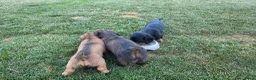 Teckel (langhaar) honden te koop: Prachtige Langharige Dwergteckelpups te koop - Advertentie 10