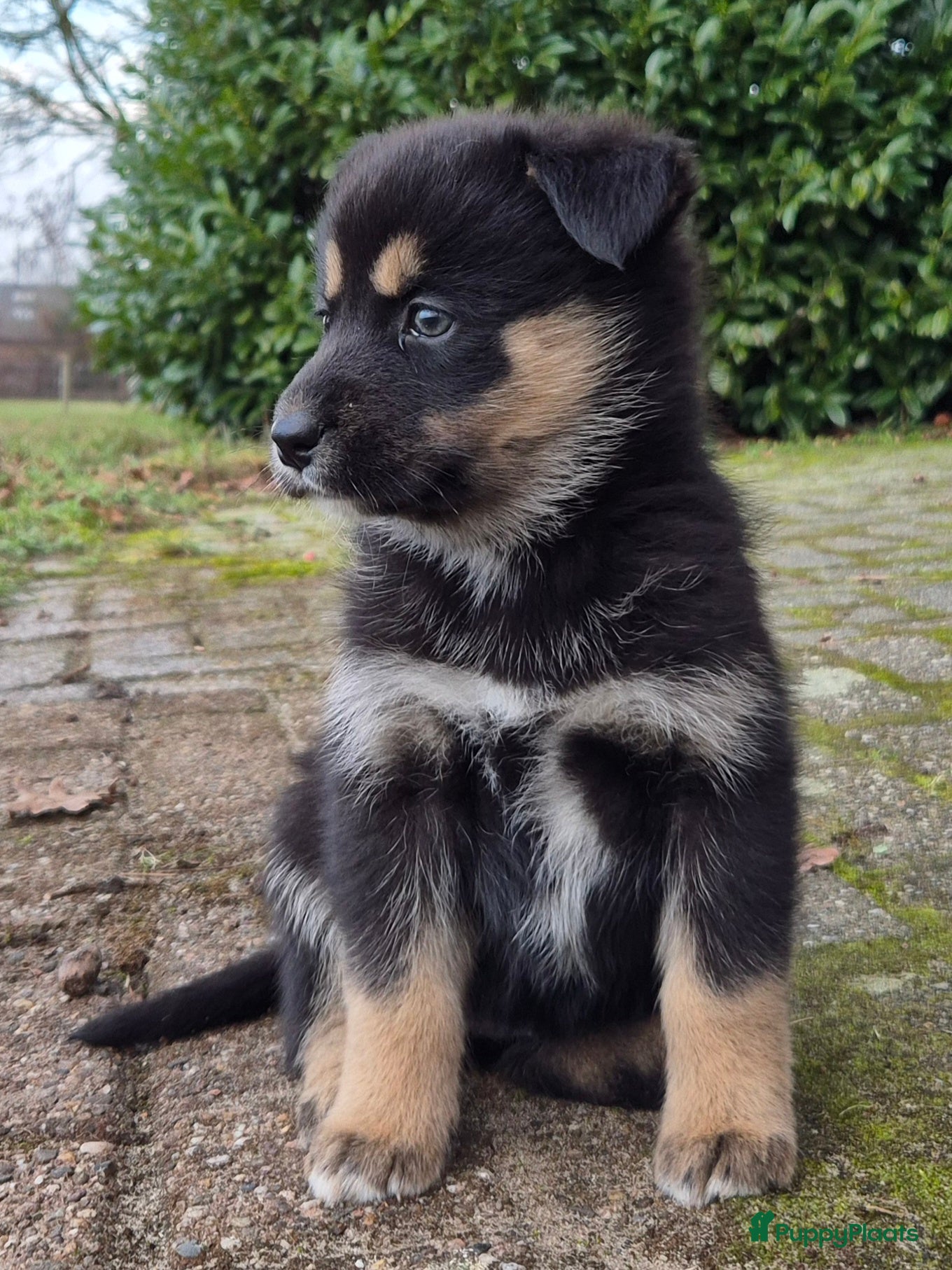Kruising honden Australian shepherd x Pomsky (mini-aussie) - Advertentie 2