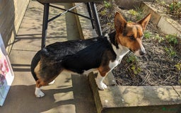 Welsh Corgi Cardigan honden te koop: 2 Welsh Corgi Cardigan pups te koop! in Barneveld - Afbeelding 13