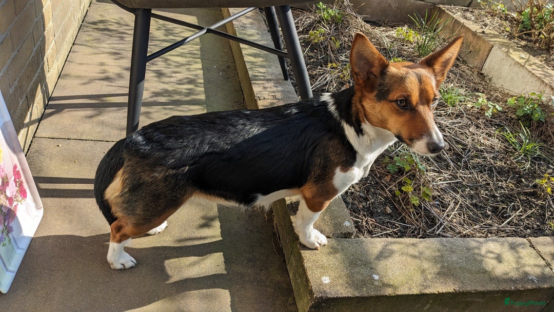 Welsh Corgi Cardigan honden te koop: 2 Welsh Corgi Cardigan pups te koop! in Barneveld - Afbeelding 13