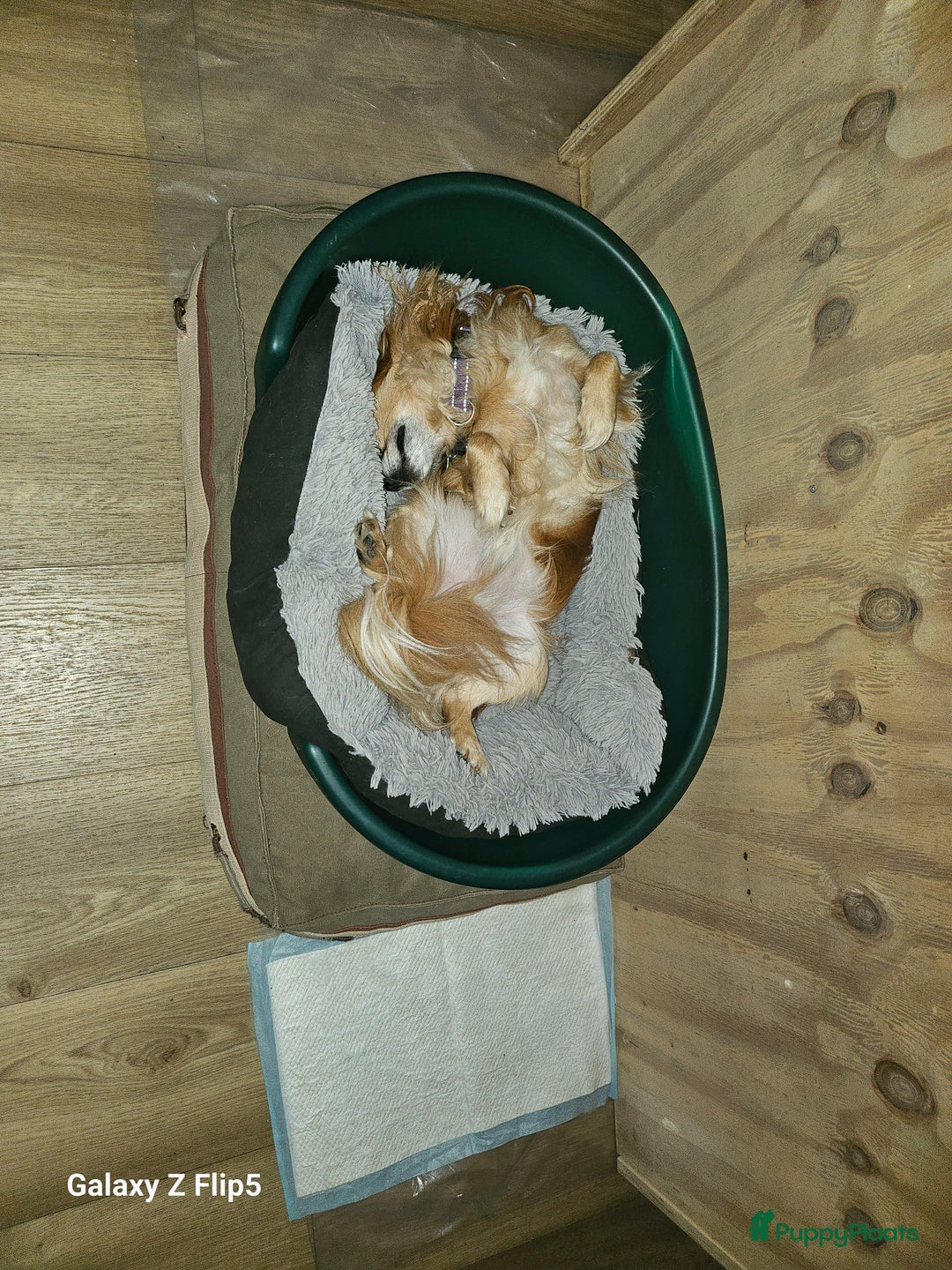 Chihuahua honden ter adoptie: Bubbles - Advertentie 3