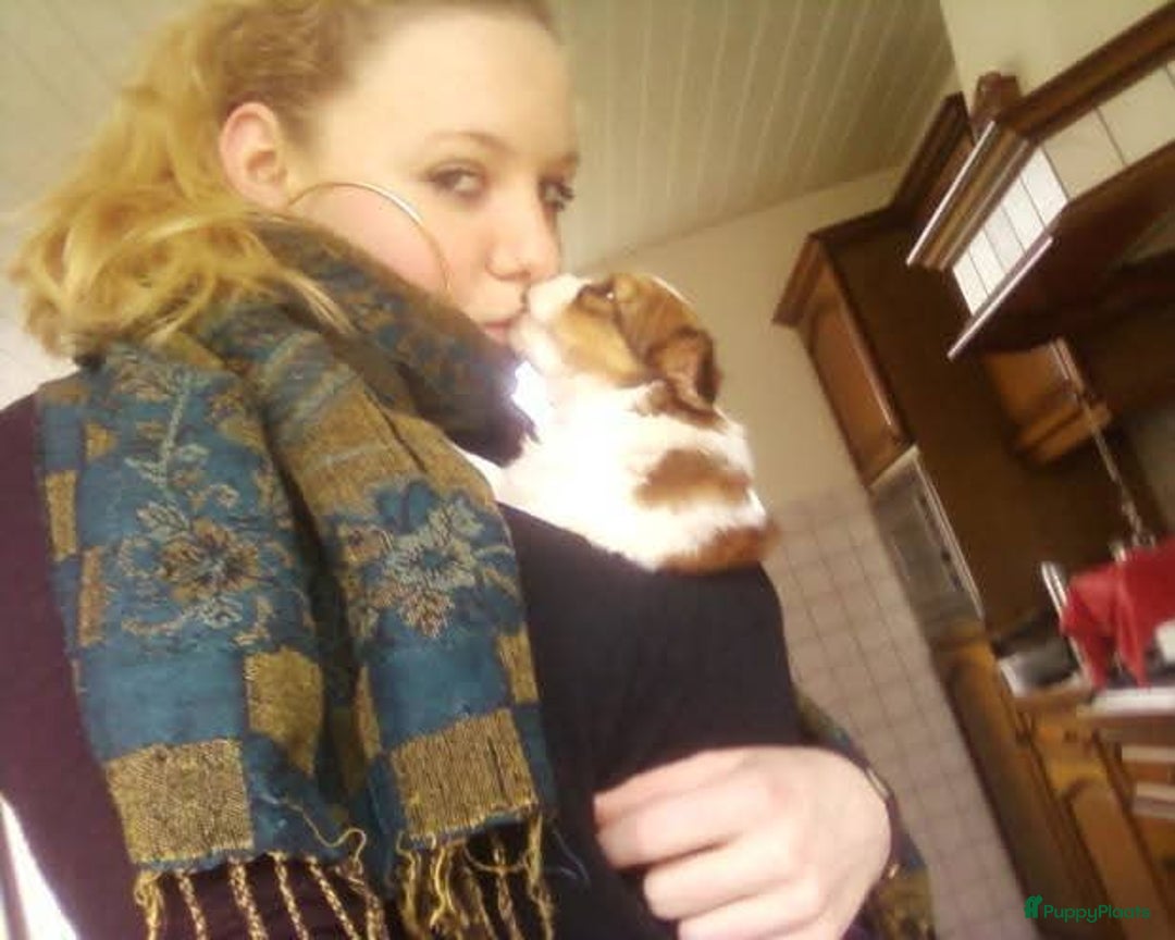 Kooikerhondje honden te koop: Schitterende kooikerhondje pups  - Advertentie 14