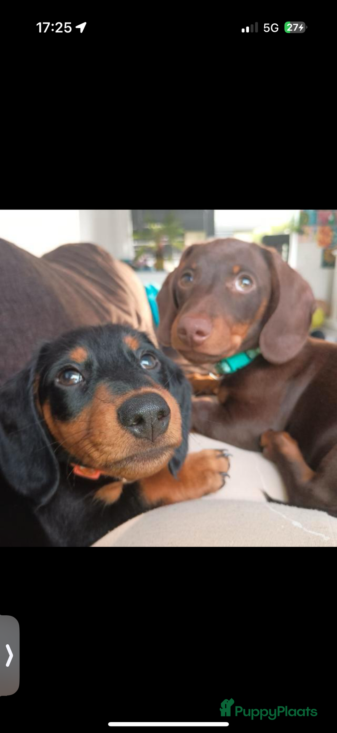 Teckel (korthaar)  honden te koop: 2 reutjes zoeken nieuw huisje - Afbeelding 1